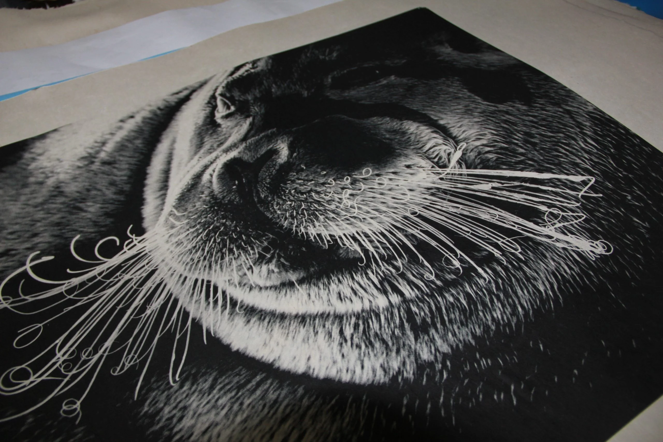 Photo de phoque de Laurent Baheux imprimée sur papier Japonais
